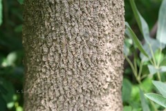 Euodia lunu-ankenda var. tirunelvelica